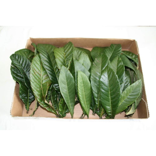 楽天市場】無農薬 枇杷の葉（びわの葉）300g（枇杷の生葉30枚～40枚