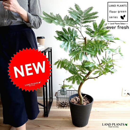 観葉植物 8号 エバーフレッシュ」の人気商品一覧 | 安い商品を通販