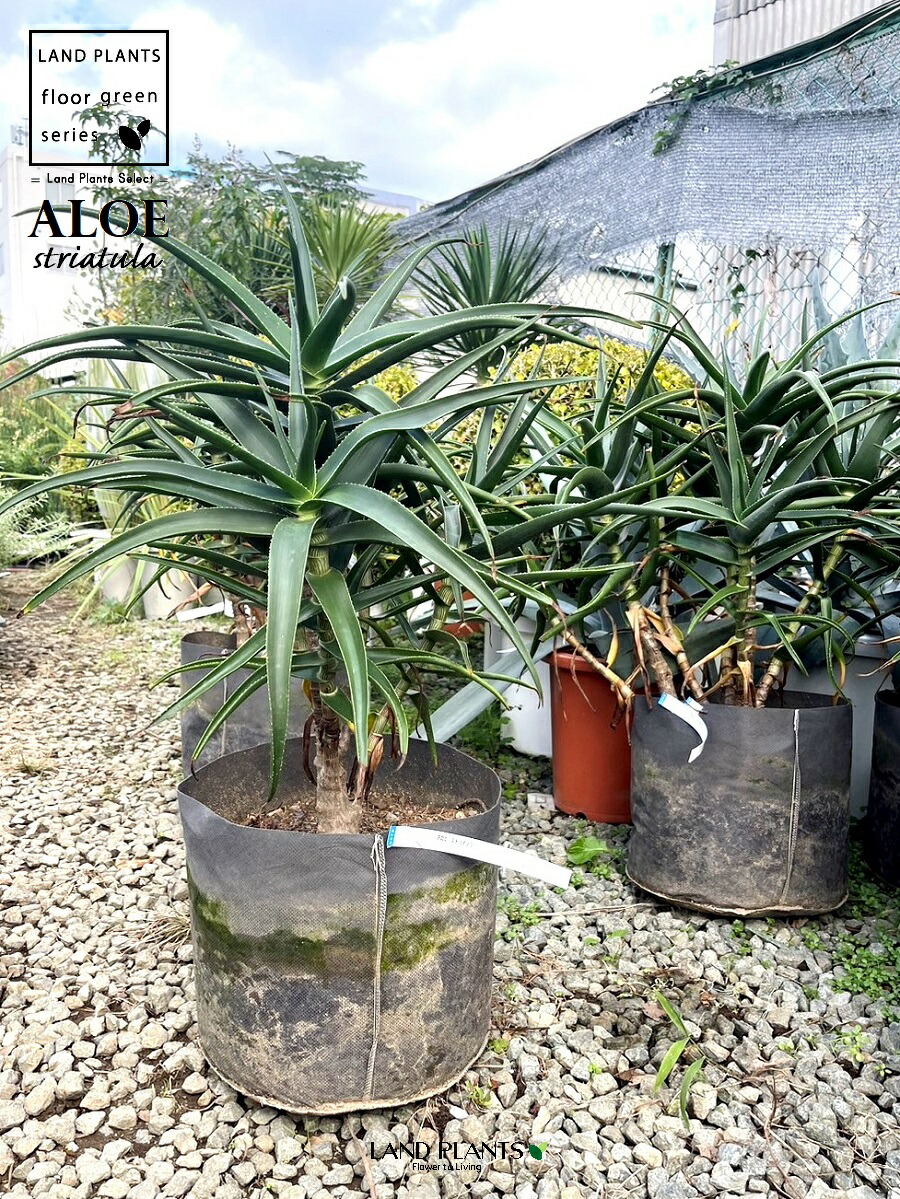 楽天市場】アロエ（ストリアツラ） 10号 ポット苗 1鉢 アロエストリア