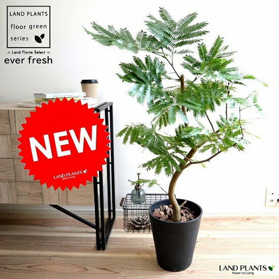 観葉植物 エバーフレッシュ 大型」の人気商品一覧 | 安い商品を通販
