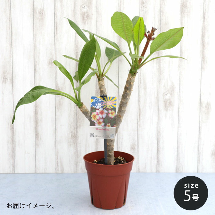 楽天市場】プルメリア サンバリーナ 5号鉢 鉢花 熱帯植物 ハワイ