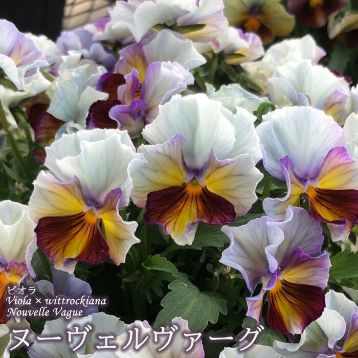 楽天市場】サトウ園芸さんオリジナル ビオラ ヌーヴェルヴァーグ 10.5