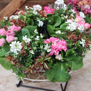 楽天市場】寄せ植え リース 葉牡丹（花・ガーデン・DIY）の通販
