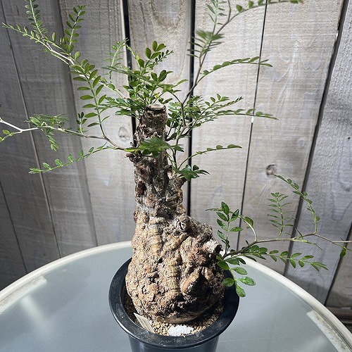 楽天市場】塊根植物 オペルクリカリア パキプス 4.5号ロング黒鉢(現品