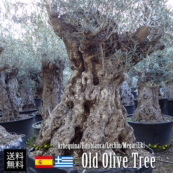 楽天市場】[オリーブ園拡大移転のため格安で！]オリーブの木 古木