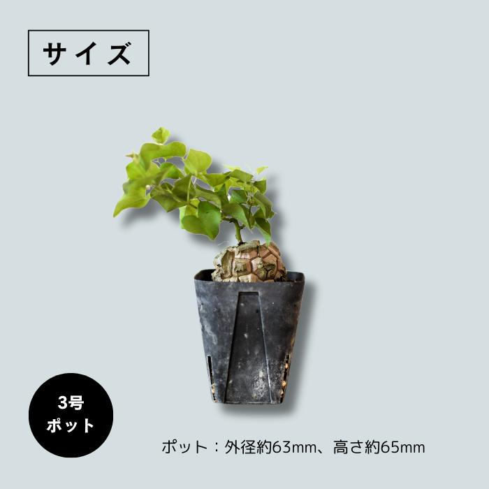 楽天市場】亀甲竜 ディオスコレア エレファンティペス 2.5号 特選株