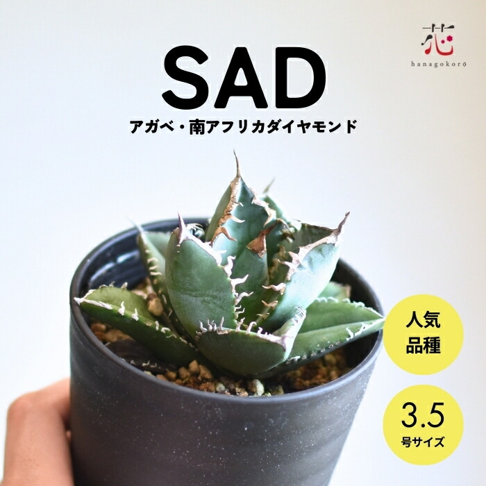 楽天市場】アガベ チタノタ 南アフリカダイヤモンド SAD 3.5号 希少 種