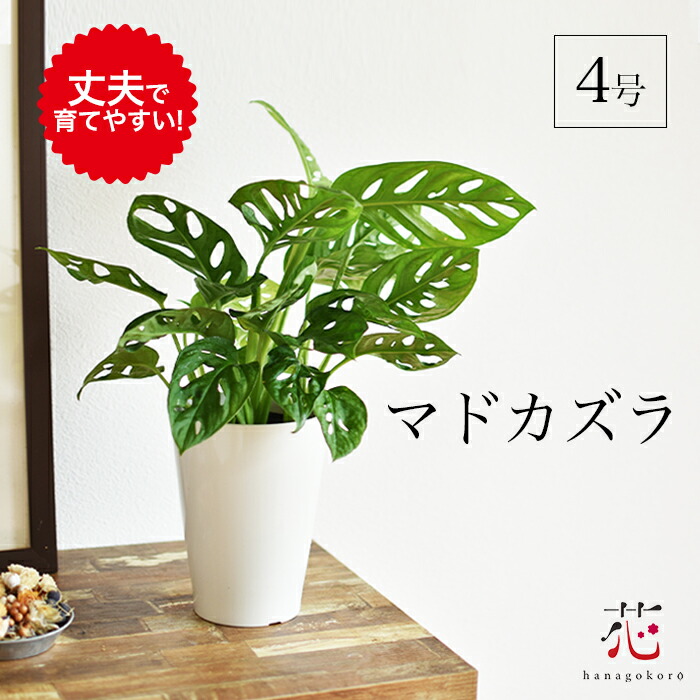 楽天市場】マドカズラ お試し 4号 ミニ モンステラ 観葉植物 小さい