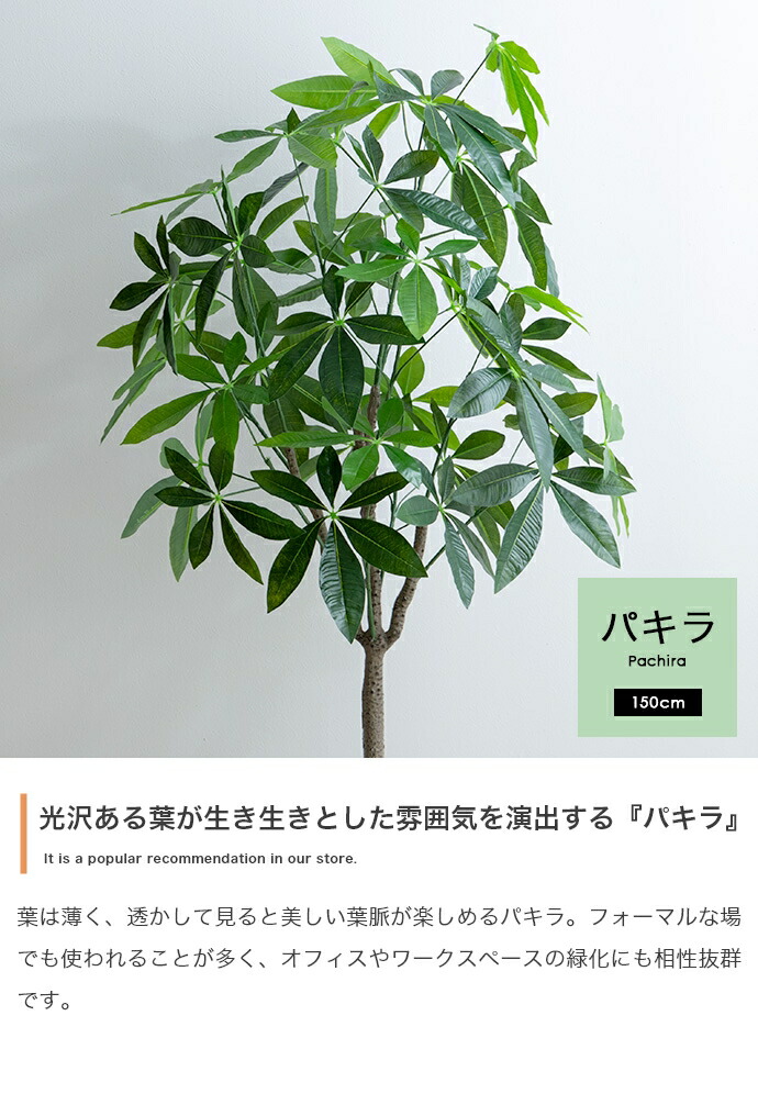 楽天市場】＼クーポン配布中／ パキラ 観葉植物 人工 フェイクグリーン