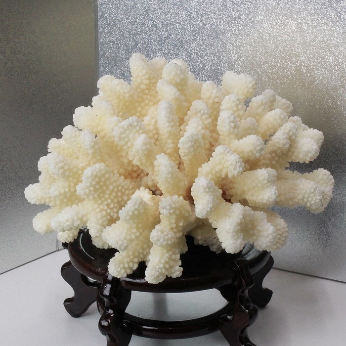 楽天市場】白珊瑚 置物｜珊瑚 fossil Coral サンゴ コーラル さんご