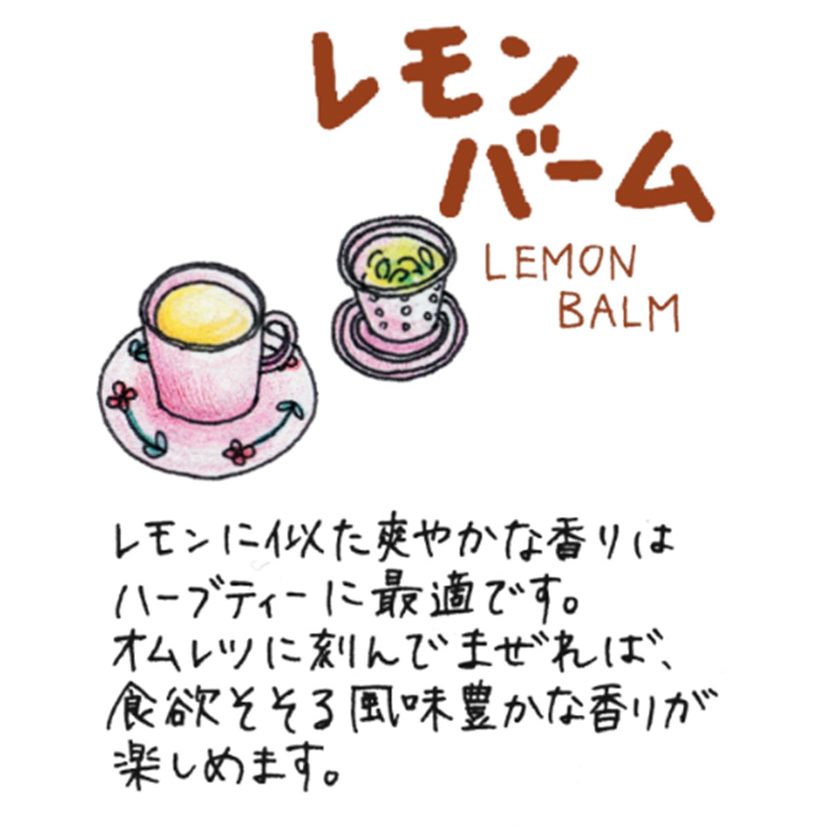 楽天市場】【本日P2倍】 ハーブ 苗 セット レモンバーム 10個（ハーブ
