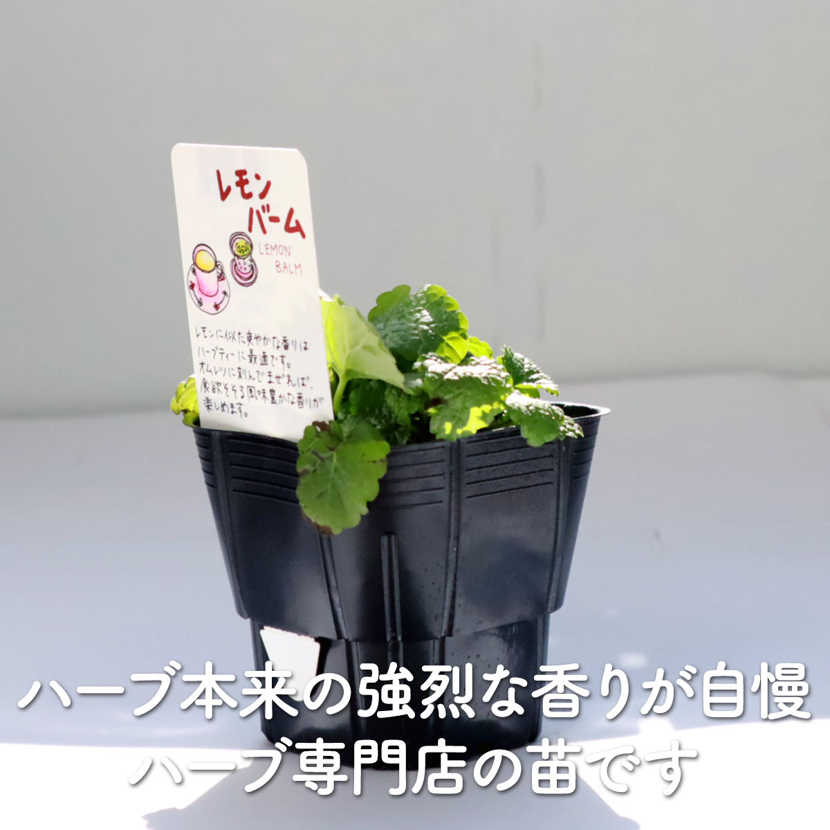 楽天市場】【本日P2倍】 ハーブ 苗 セット レモンバーム 10個（ハーブ