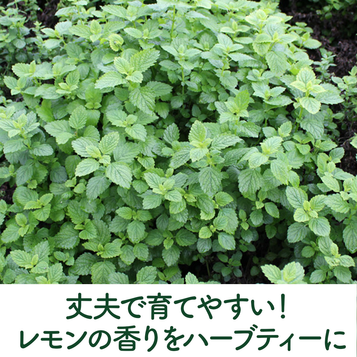 レモンバーム&エリゲロン 苗セット オーガニック 楽天市場