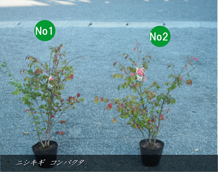 楽天市場】ニシキギ コンパクタ 3号ポット世界三大紅葉樹のひとつです