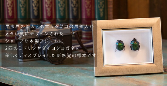 楽天市場】昆虫標本 ミドリツヤダイコクコガネ 2匹 メタリック調ライト