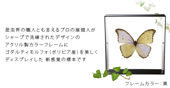 楽天市場】昆虫標本 蝶の標本 ゴダルティモルフォ ボリビア産 アクリル