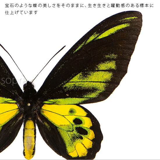 楽天市場】昆虫標本 蝶の標本 ロスチャイルドトリバネアゲハ アクリル