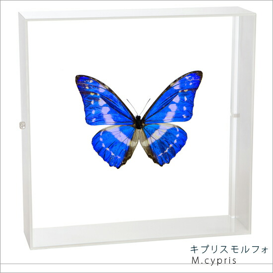 楽天市場】昆虫標本 蝶の標本 キプリスモルフォ アクリルフレーム 20cm
