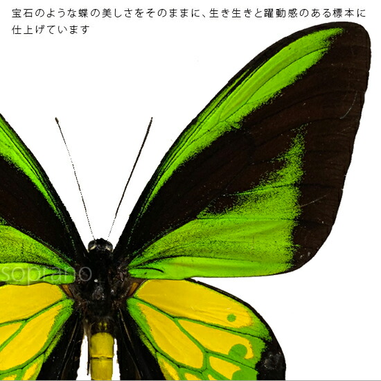 楽天市場】昆虫標本 蝶の標本 ゴライアストリバネアゲハ メタリック調