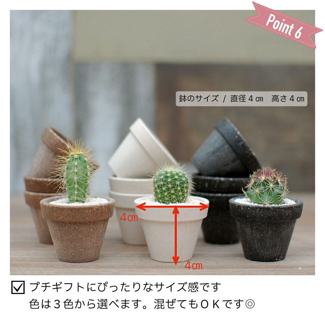 小品盆栽 サボテン 植物鉢 8点組 絵柄6点 小餅庵2点 小品盆栽 サボテン