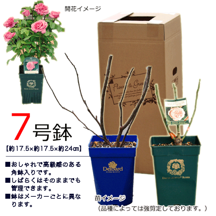 楽天市場】予約バラ苗 ロサオリエンティス トリニティ 大苗 7号鉢 白系
