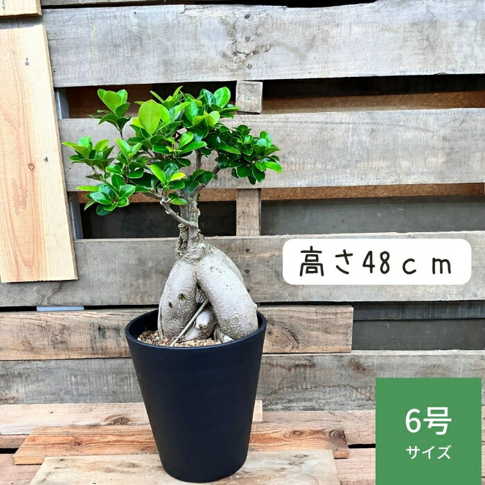 楽天市場】NEW【現品】 観葉植物 ガジュマル 6号サイズ 000762 人気