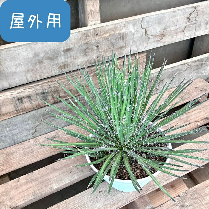 楽天市場】観葉植物 現品 アガベ ジェミニフローラ （ゲミニフローラ
