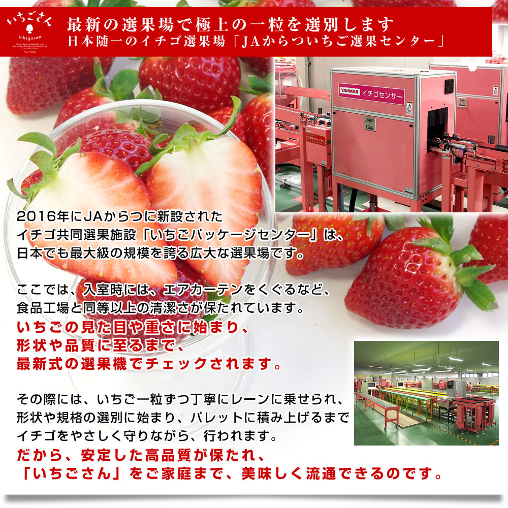 楽天市場】佐賀県より産地直送 JAからつ 新品種いちご いちごさん DX