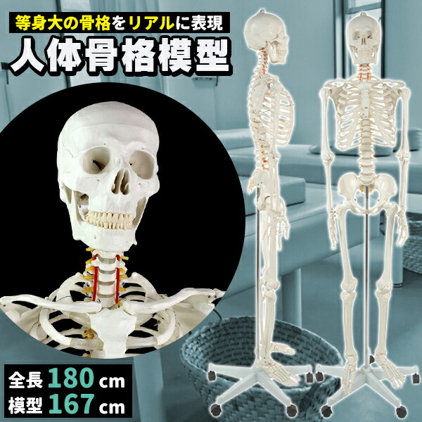 楽天市場】人体模型 骨格模型 骨 等身大 展示スタンド付き 骨格標本