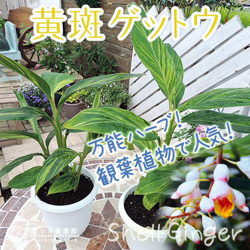 楽天市場】月桃『 黄斑ゲットウ』（ アルピニア ）7号鉢植え 送料無料
