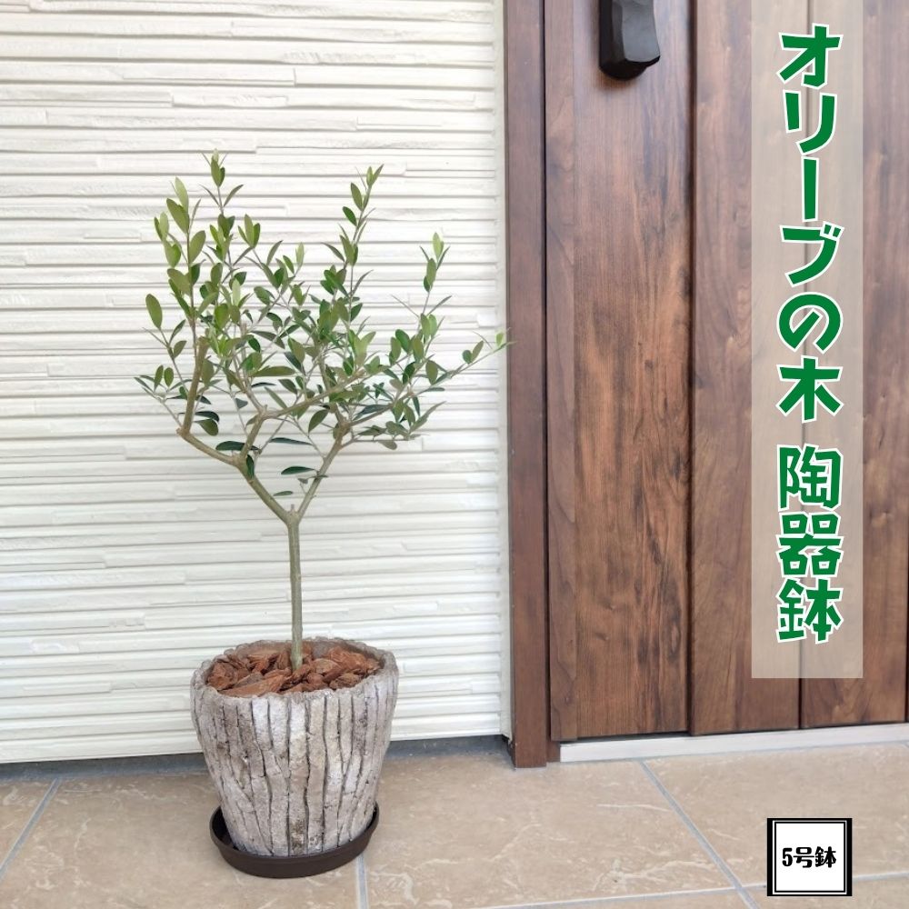 楽天市場】オリーブ エルグレコの通販