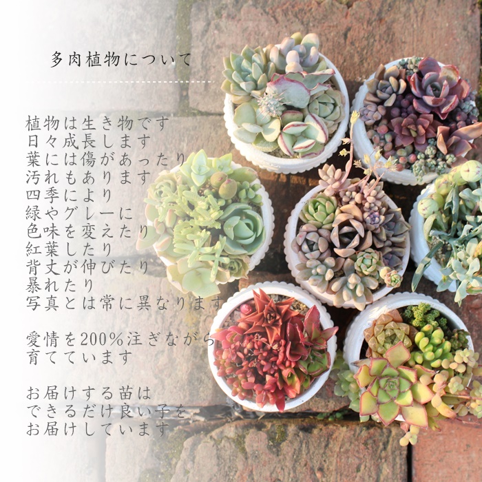 楽天市場】多肉植物 アエオニウム アイクリソン セット6種 セット 紅葉
