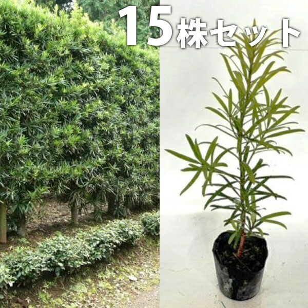 楽天市場】槇（植木｜ガーデニング・農業）：花・ガーデン・DIYの通販