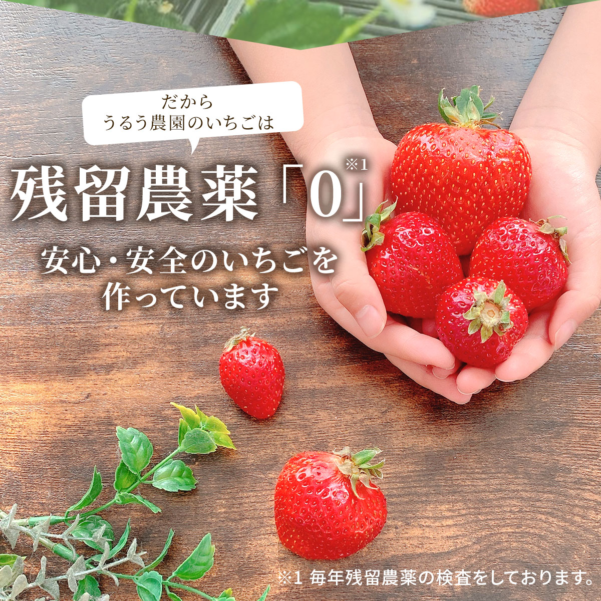 楽天市場】【全品ポイント5倍!! 19日20時迄】 あまおう 特選 いちご