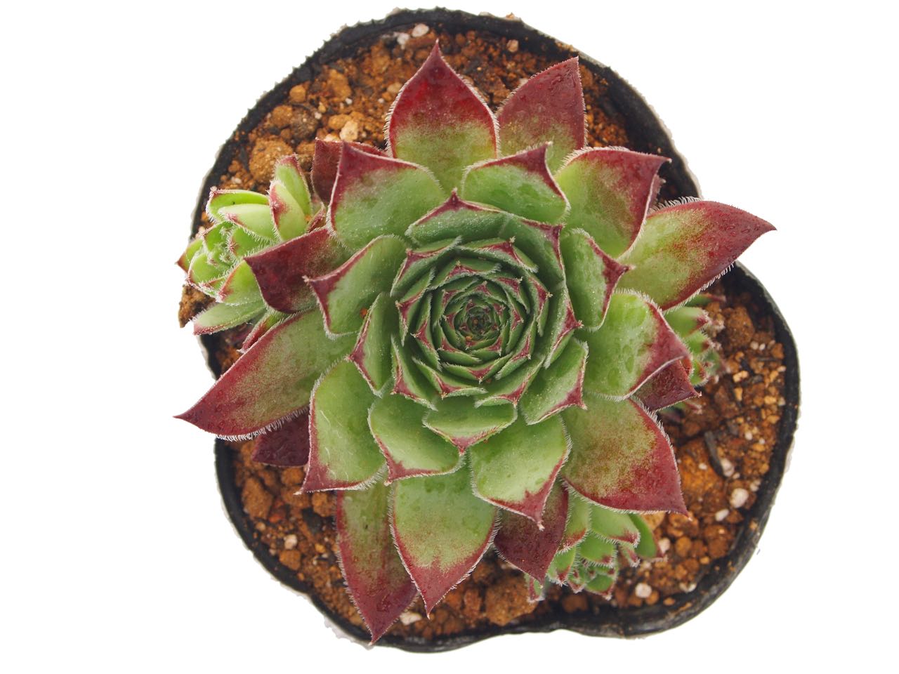 楽天市場】紅蓮華（ベニレンゲ）センペルビウム属 多肉植物 9cmポット