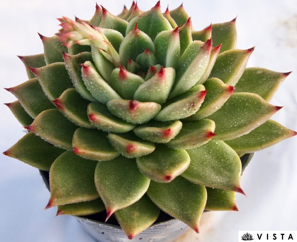 楽天市場】ウィンタービューティー センペルビウム属 多肉植物 9cm