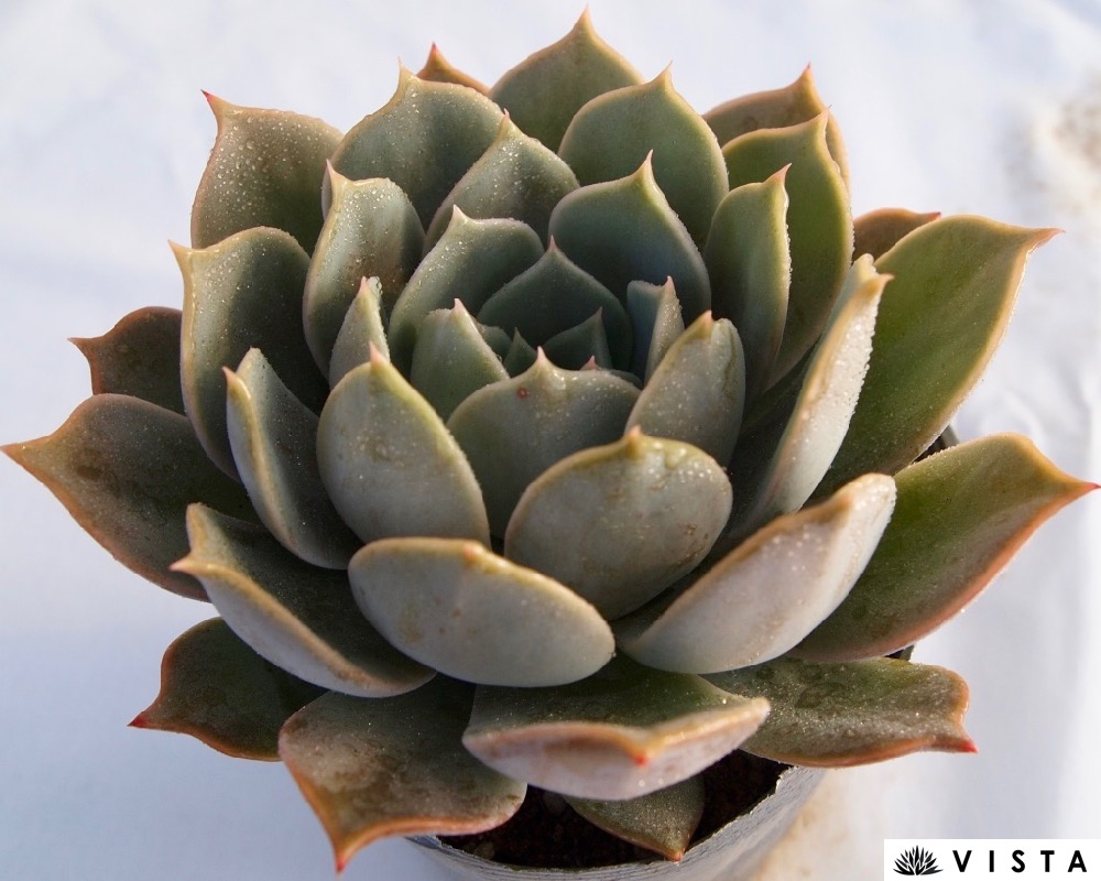 楽天市場】ウィンタービューティー センペルビウム属 多肉植物 9cm