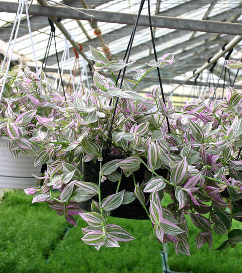 楽天市場】観葉植物 トラディスカンチア ラベンダー 6号 【お取り寄せ