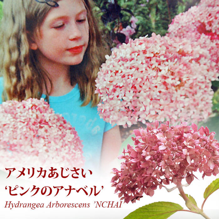 楽天市場】鉢花 花 アメリカン 紫陽花 アンティーク ピンクアナベル 1