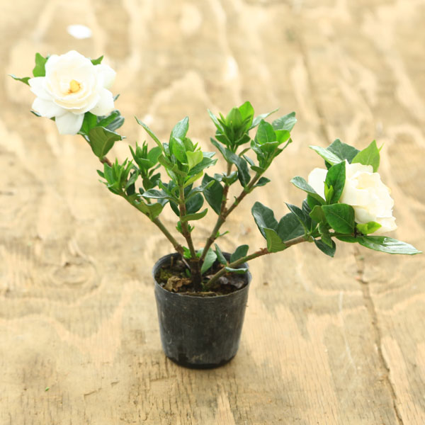 楽天市場】苗：クチナシ（梔子）【2.5号】*くちなし【八重咲き】黒