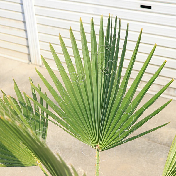 楽天市場】特大庭木 植木 ：ワシントンヤシ（ワシントン椰子） ヤシの