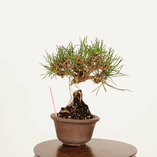 楽天市場】盆栽：三河黒松*現品 くろまつ クロマツ Kuromatsu bonsai
