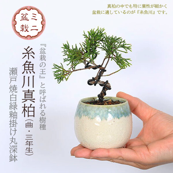 楽天市場】ミニ盆栽：糸魚川真柏（曲・3年生）*（瀬戸焼白緑釉掛け丸深