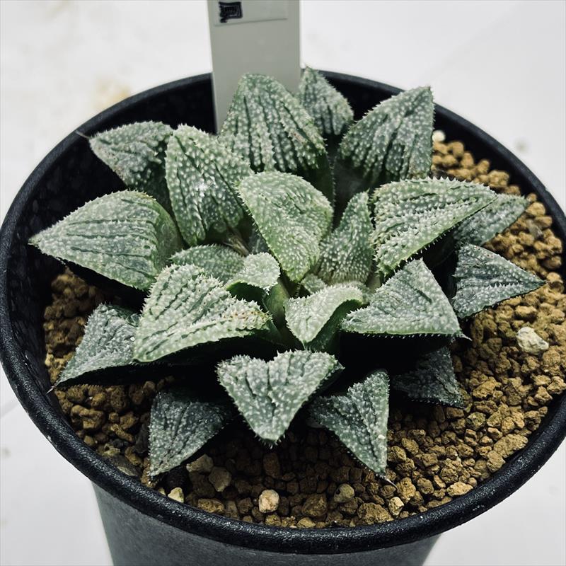 楽天市場】多肉植物：ハオルチア スーパー白鳳*幅8cm : 遊恵盆栽