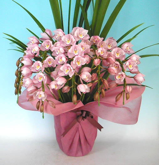 楽天市場】シンビジューム ピンク アーチ 6本立ち ラッピング付 : 渥美