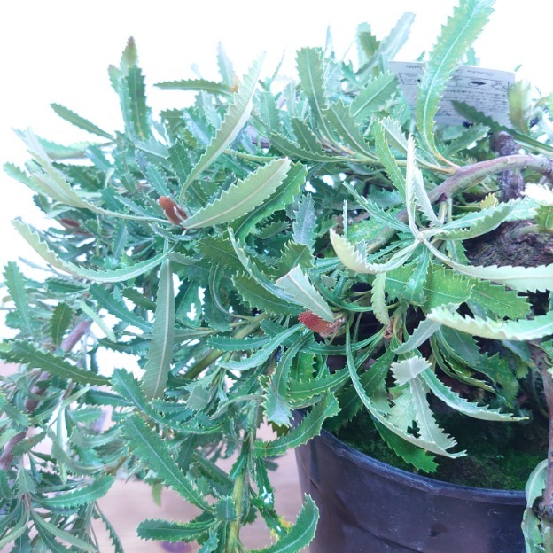 楽天市場】【バンクシア ピグミーポッサム】現品配送！ネイティブ