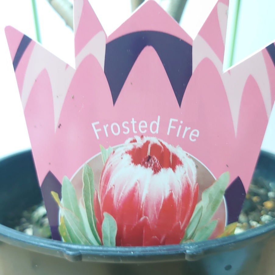 楽天市場】現品配送！プロテア【フローステッドファイヤー】大株 4本