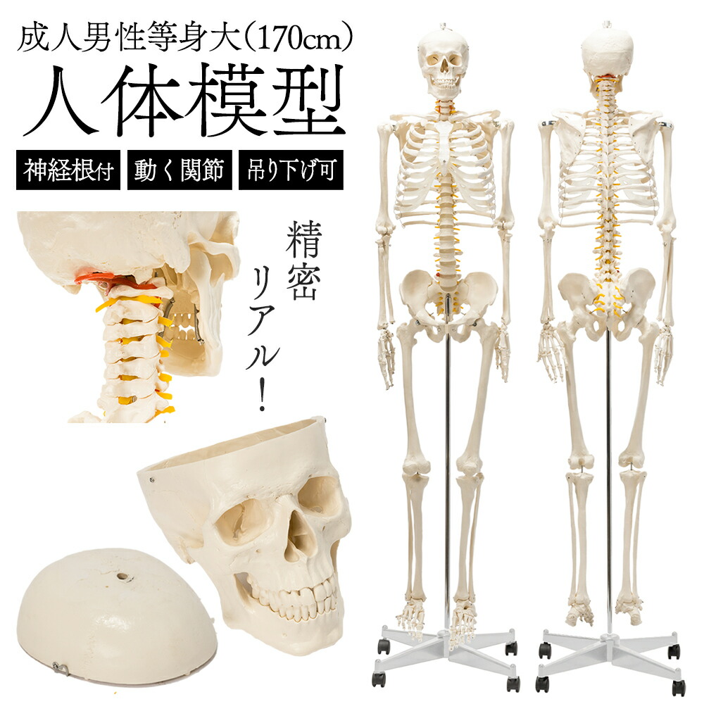 全身人体骨格模型 人体模型 藤井保 SKELETON ZX | Human Male Skeleton