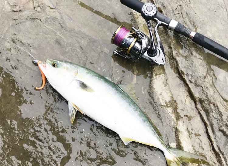 シマノ20ツインパワー c5000xg