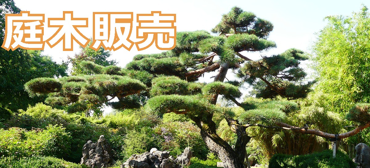 庭木売ります 現物確認後、要相談 五千円から2万 庭木売ります 現物
